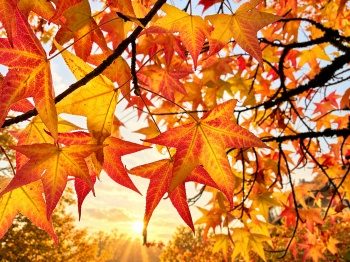 Goldener Herbst