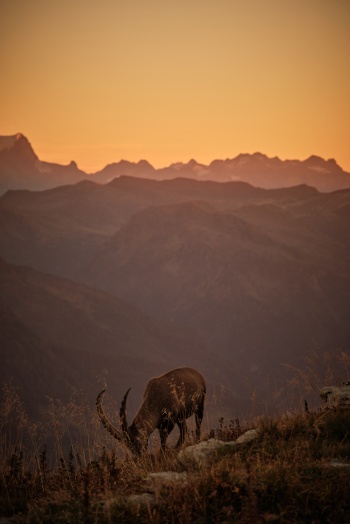 König der Schweizeralpen