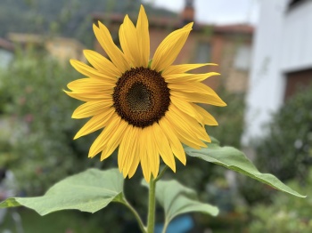 «L’istante in fiore»