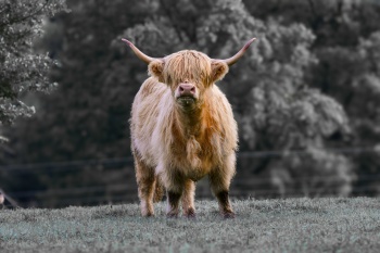 Ein Blick, zugleich sanft und durchdringend.