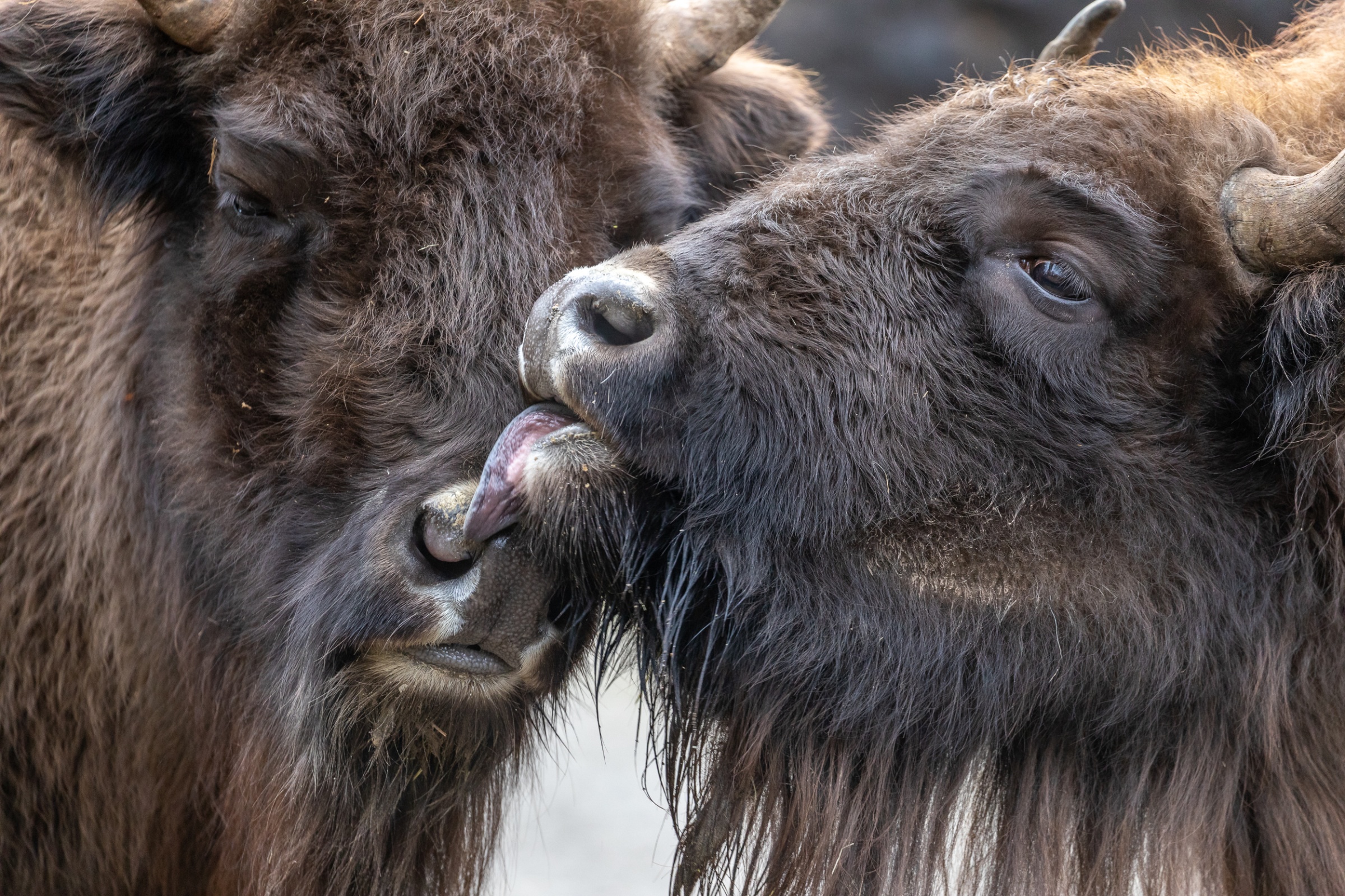 Liebeserklärung zwischen den Bisons