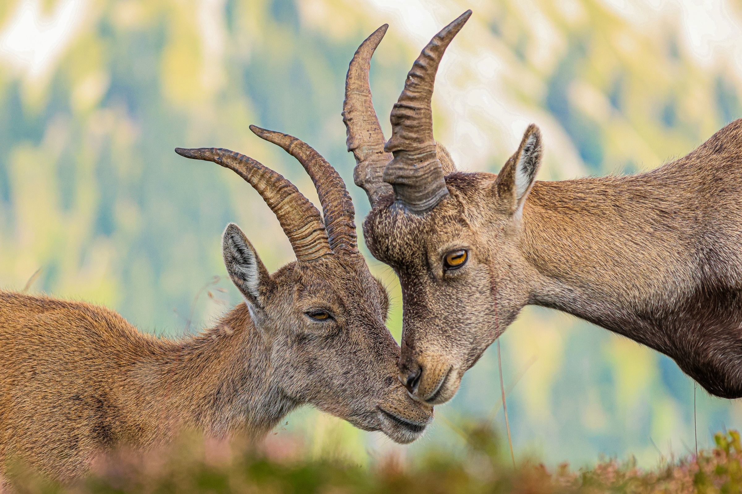 Zärtlichkeit in den Alpen