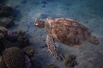 Ein emotionaler Moment Unterwasser