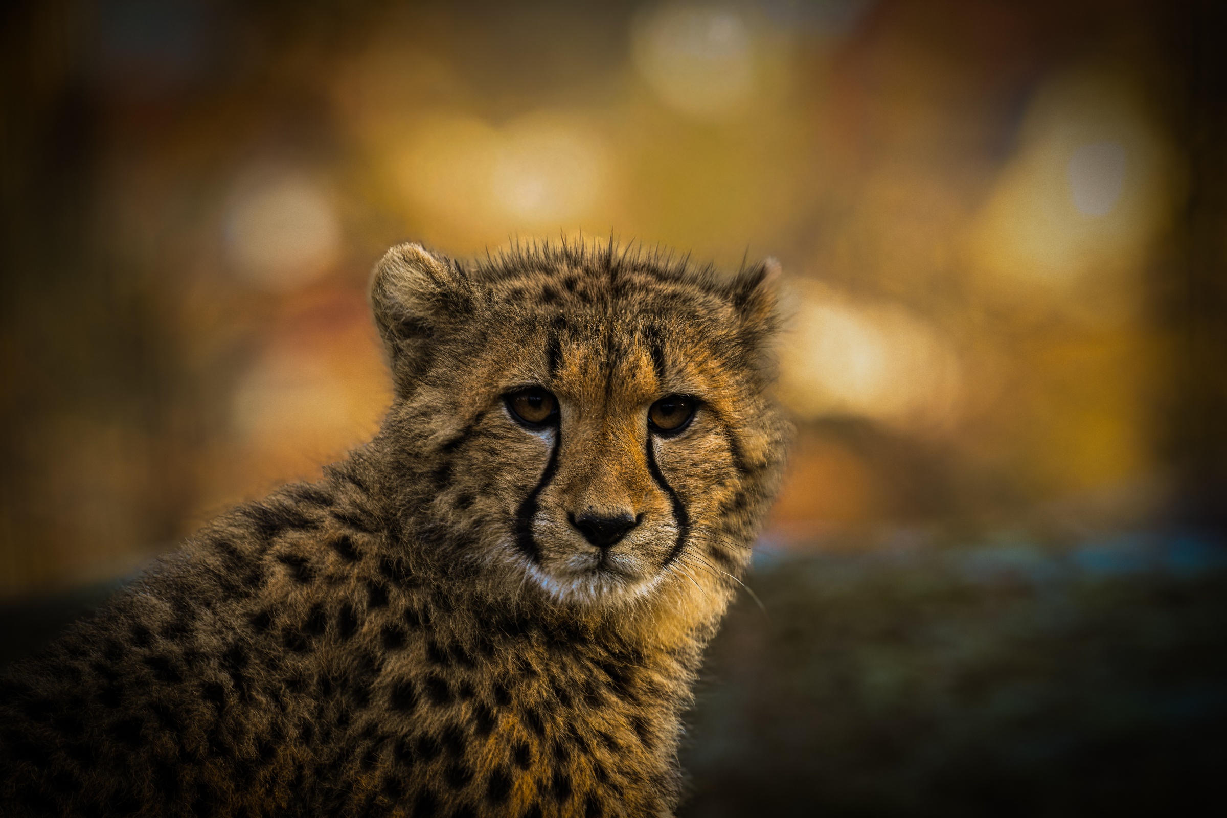 Gepard