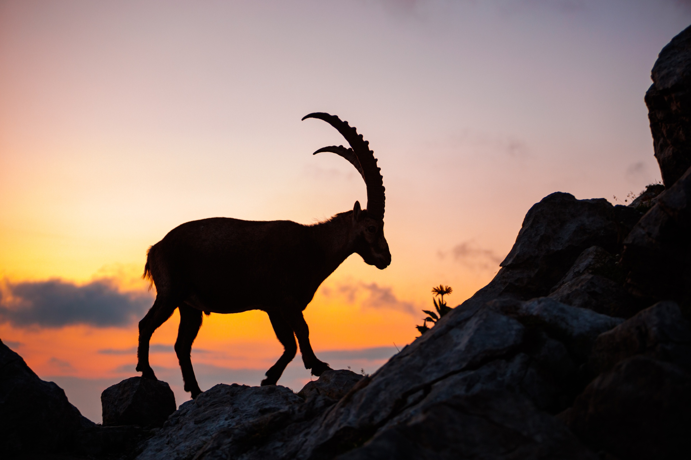 Silhouette in der Dämmerung