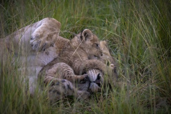 Moment de tendresses