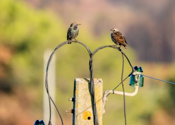 Kommunikation der anderen Art