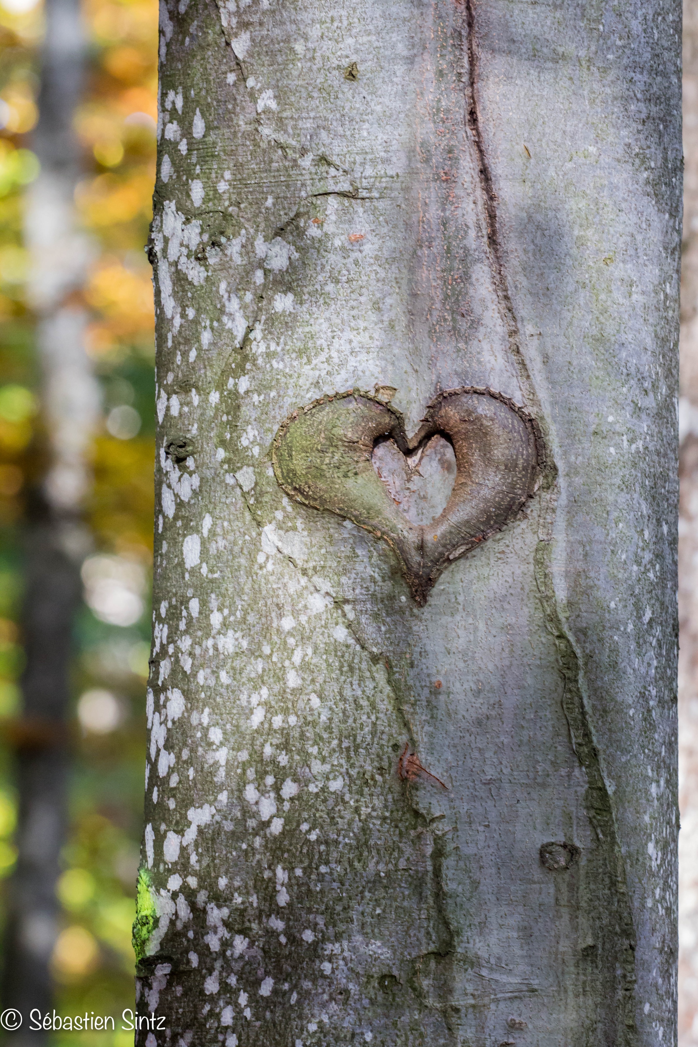 Le coeur de la forêt