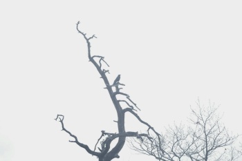 Krähe im Morgennebel