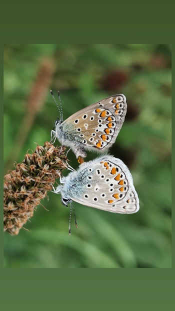 Hauhechel Bläulinge bei der Paarung