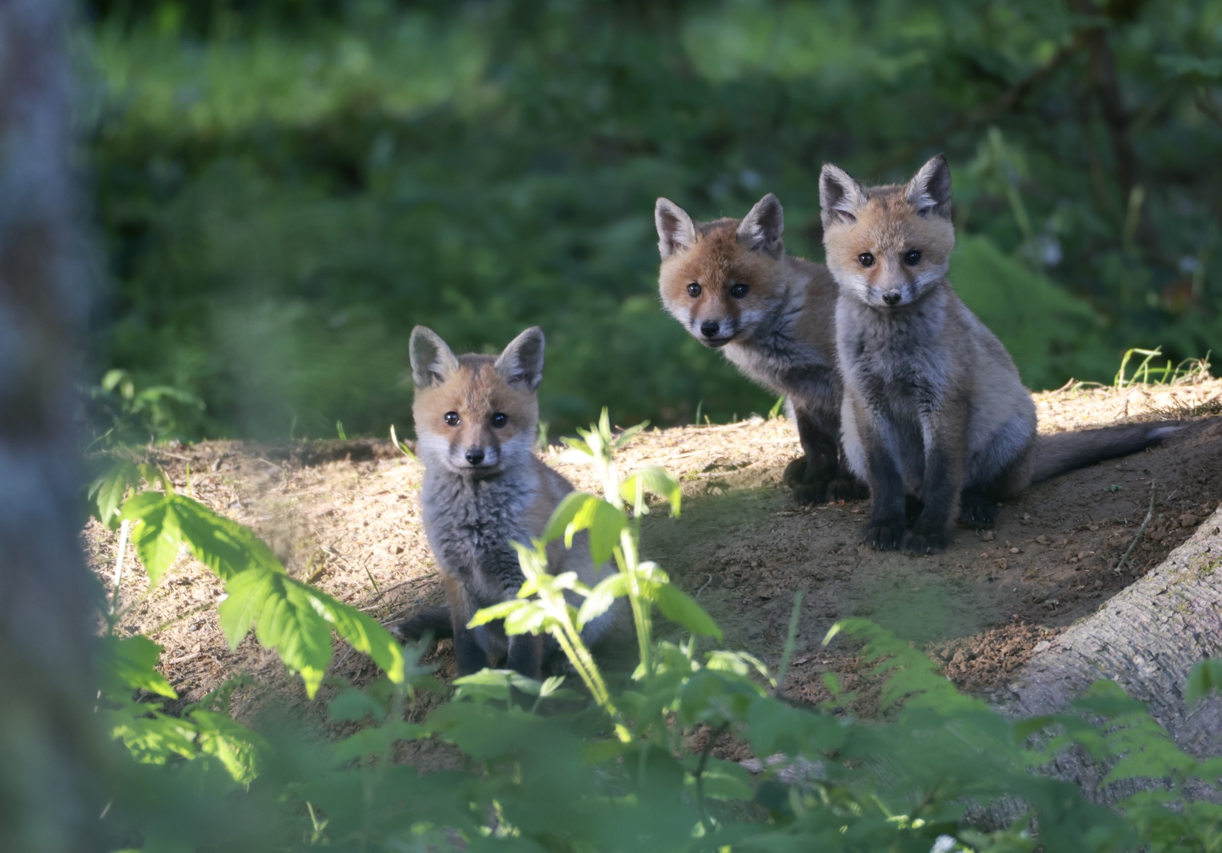 Renardeaux au lever du jour