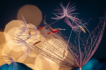 Dreamy Drops 202501 IV