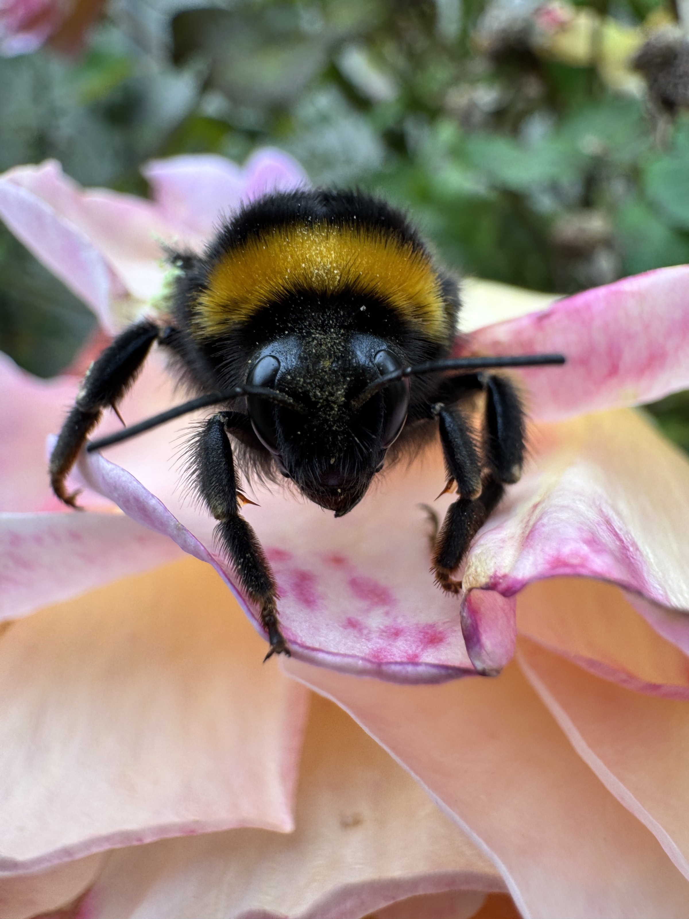 Emotion: Gelassenheit & Fleiß