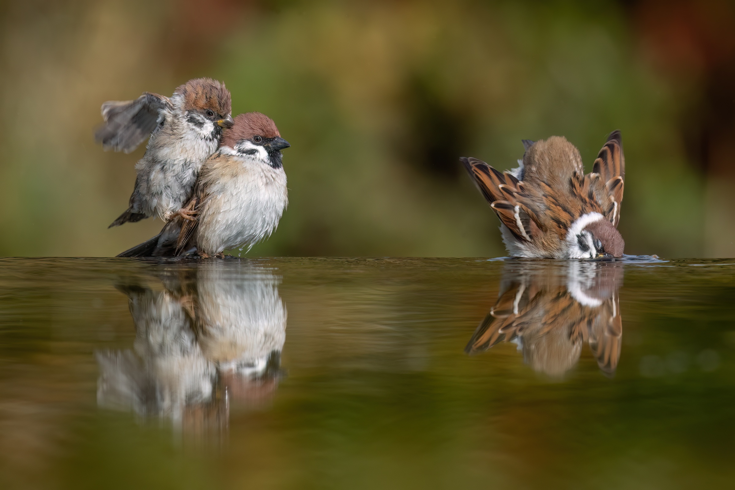 Feldspatzen am baden