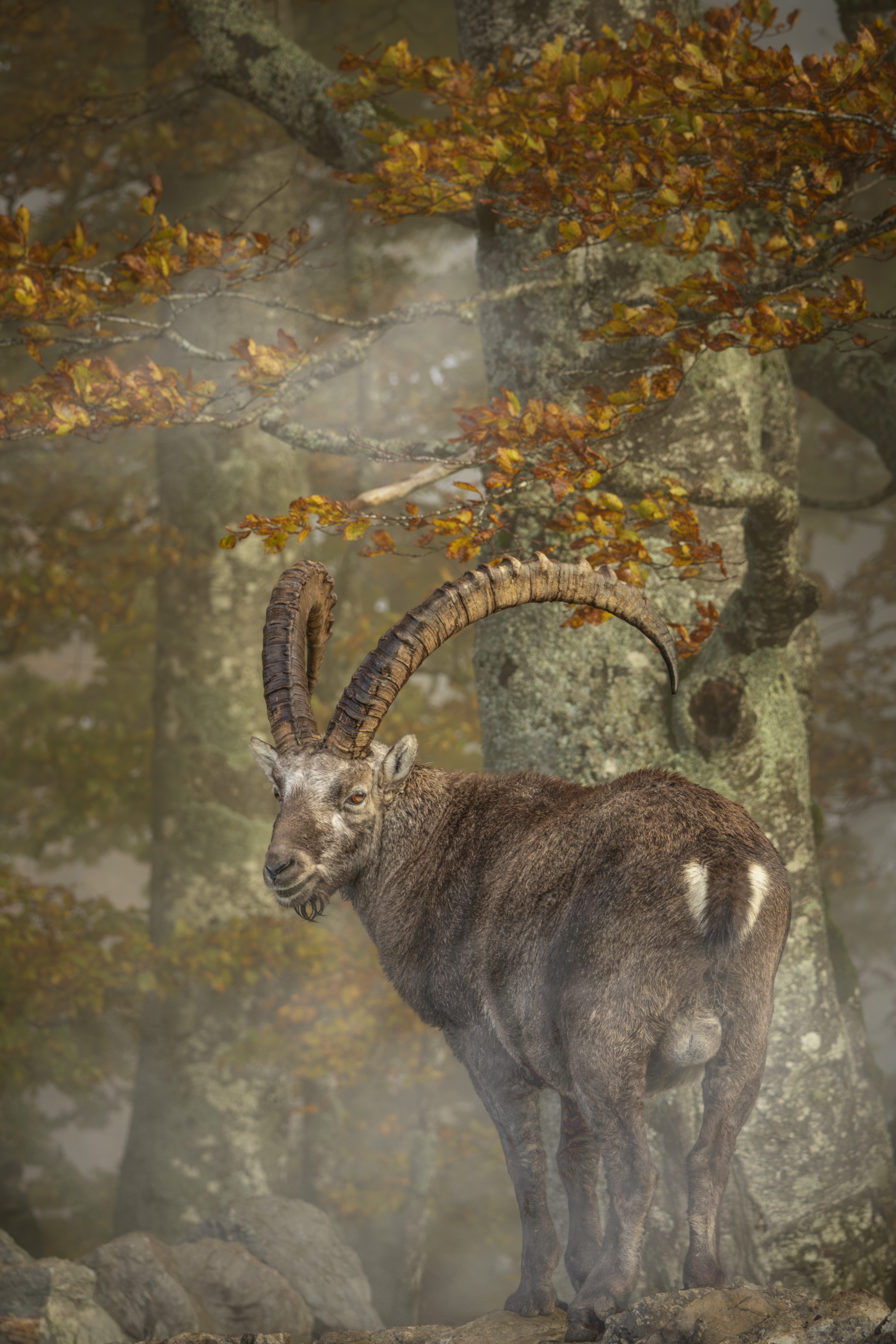 King of the mountain