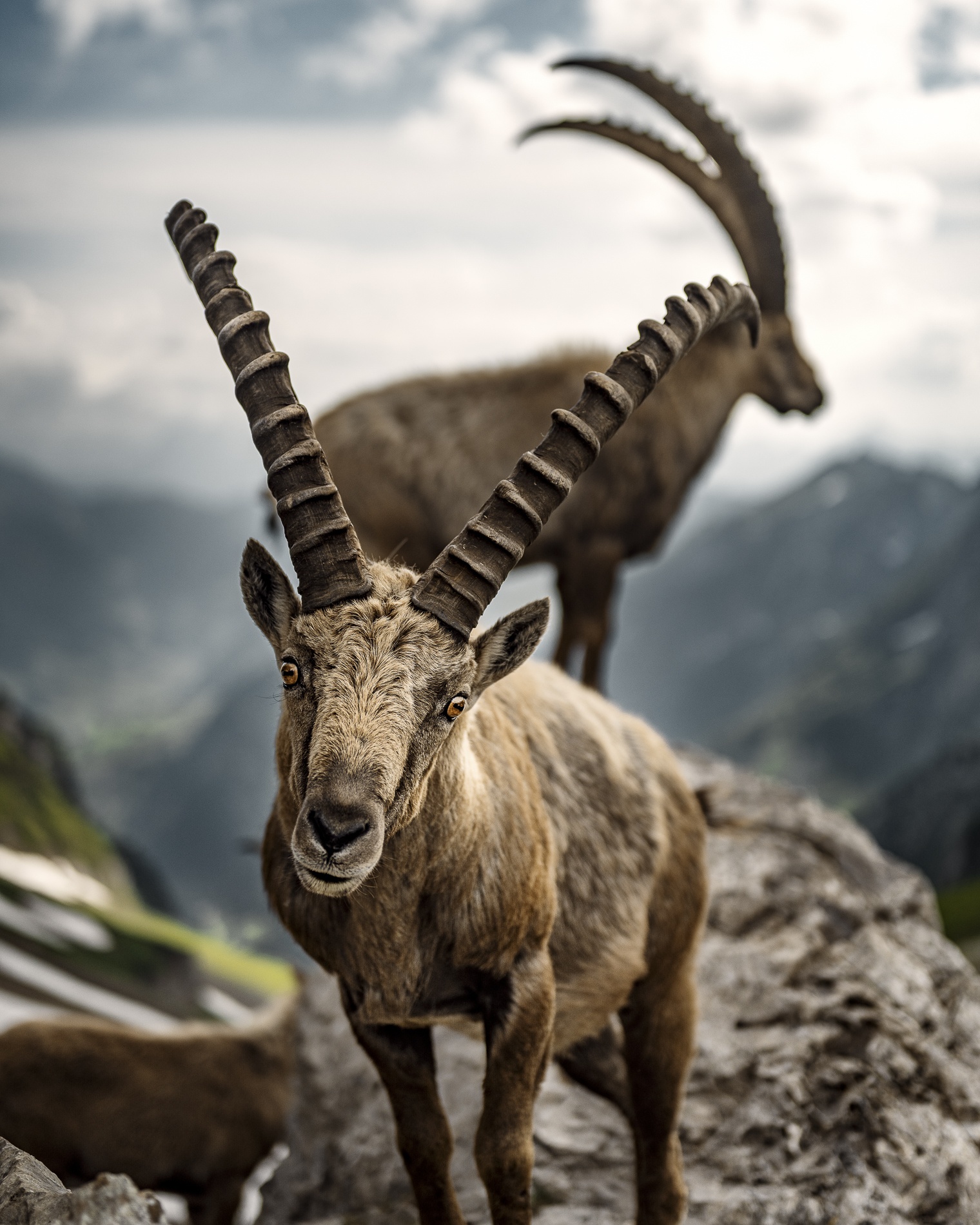 Steinbock im Alpstein