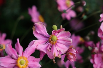 Blumen stehen nicht alleine