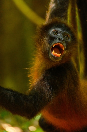 Ungezähmte Gefühle