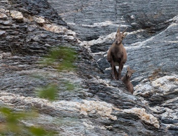 Wenn Emotionen süss sind