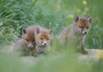 La tendresse de la jeunesse