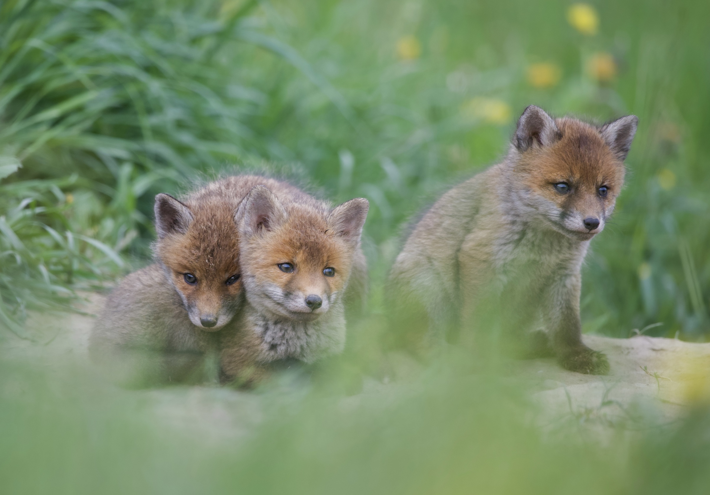 La tendresse de la jeunesse