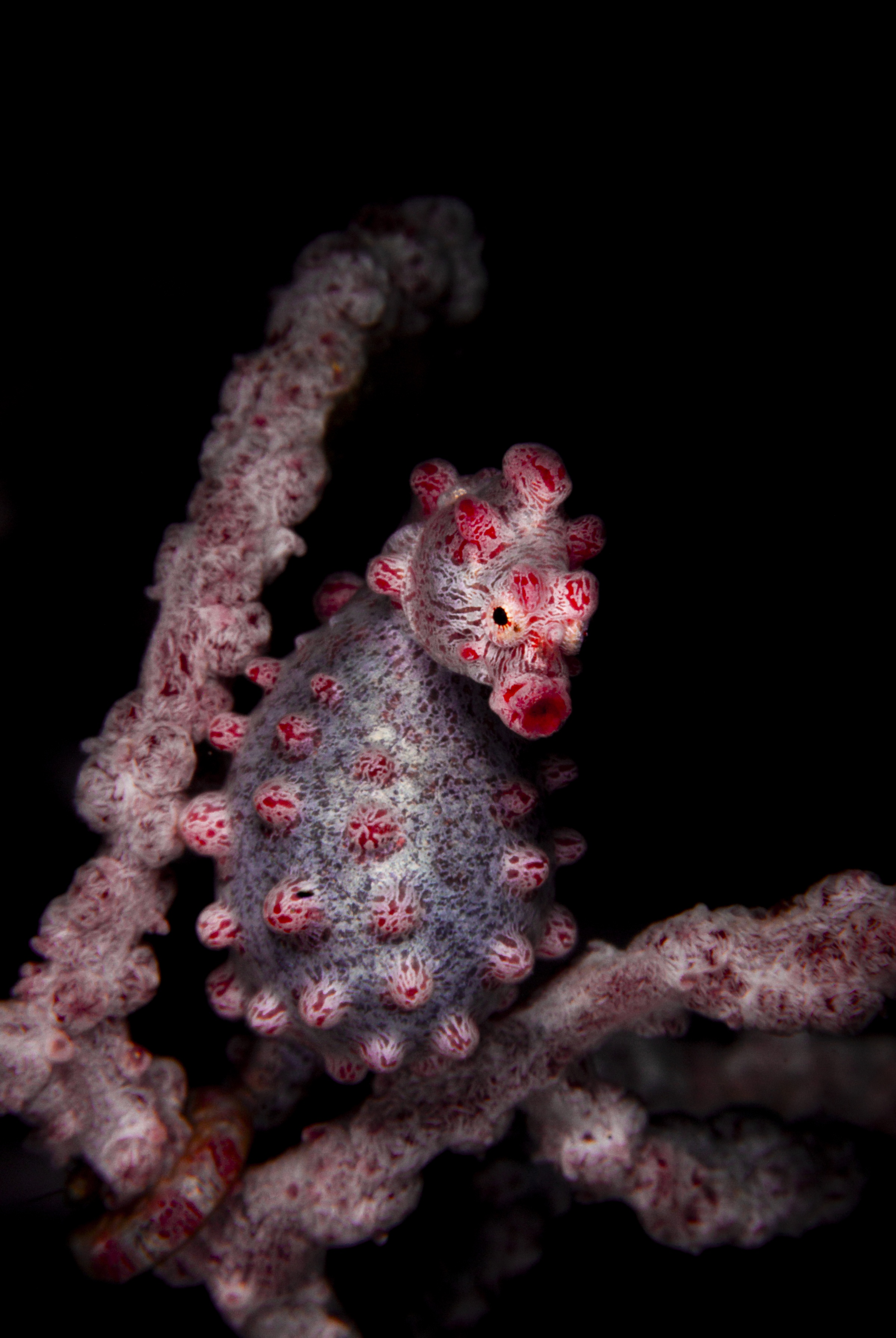 Porträt der sanften Erwartung