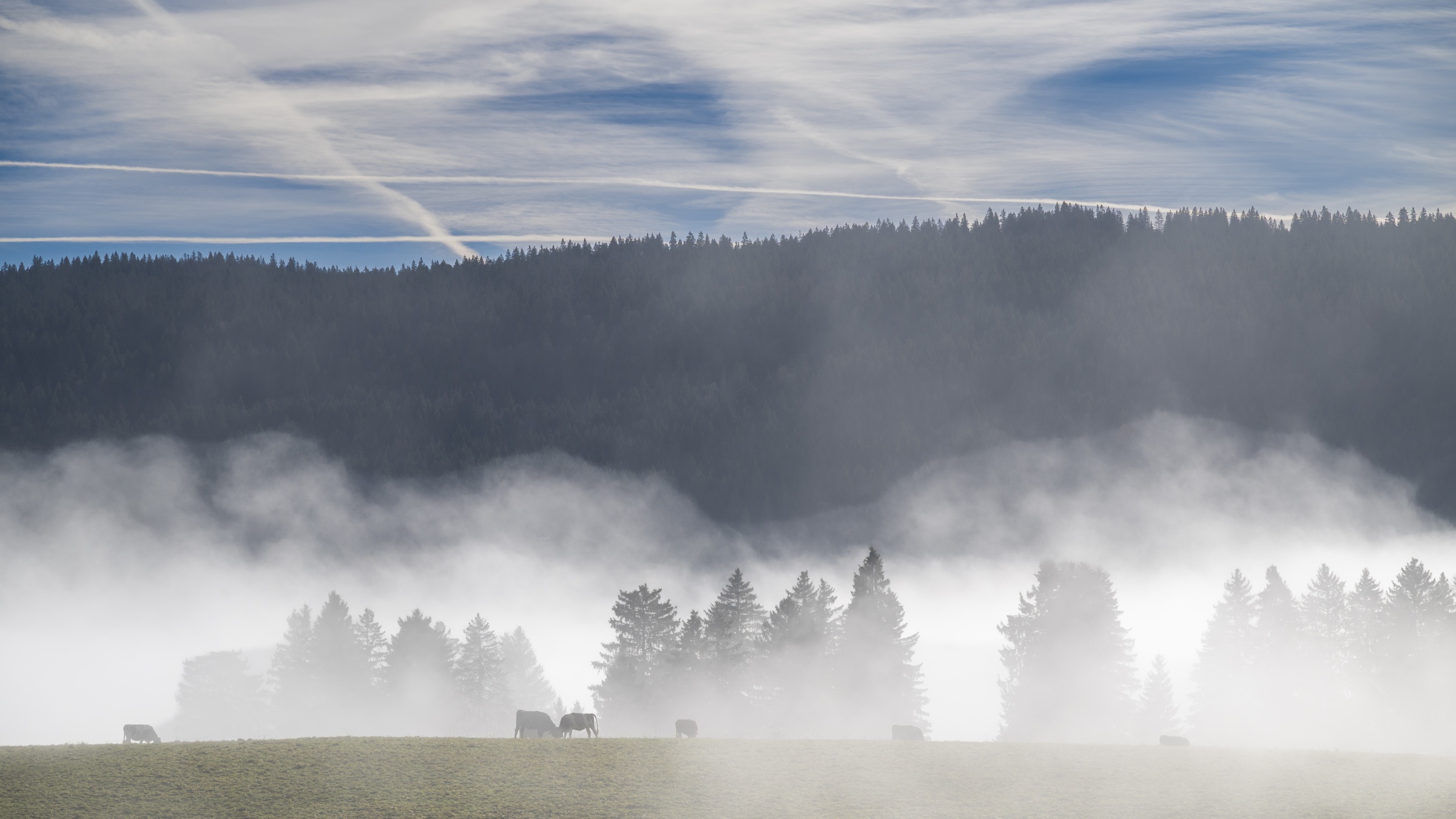 Un regard de loup inattendu