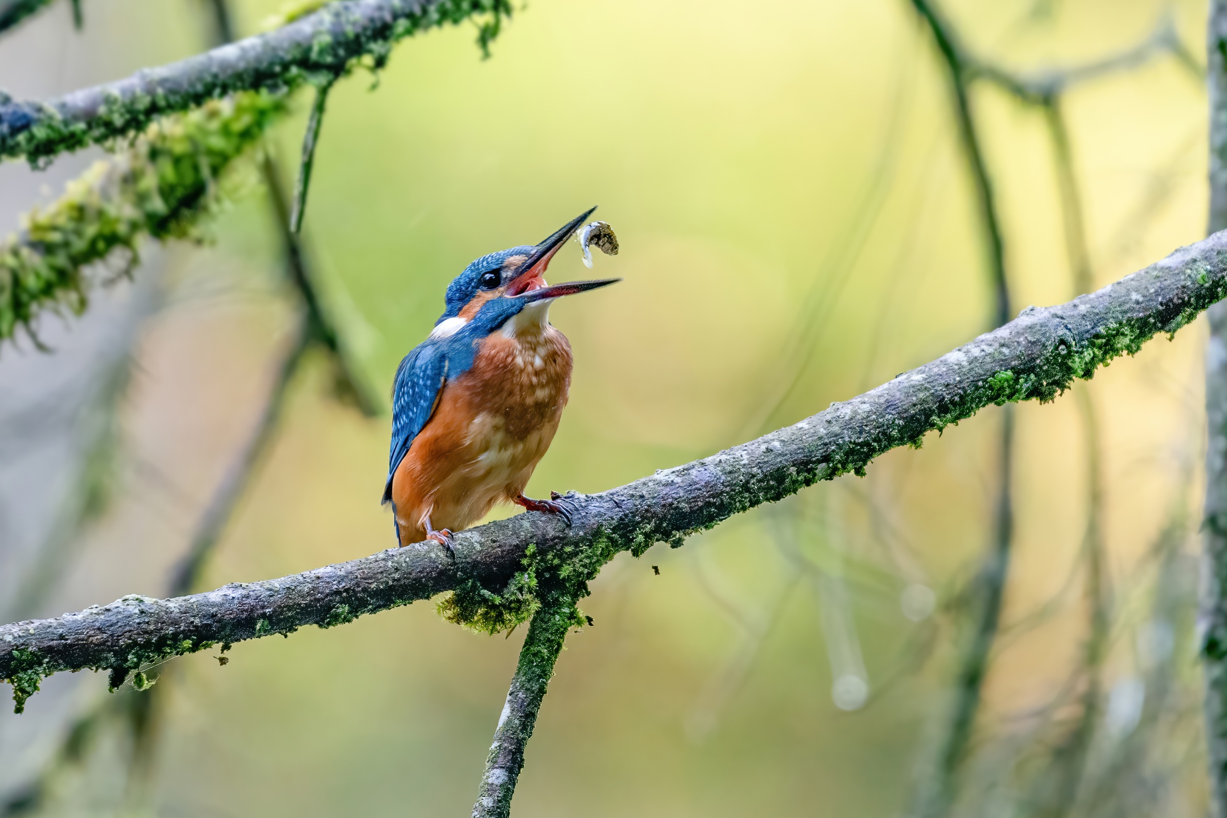 Emotionen des Eisvogel beim Fischfan