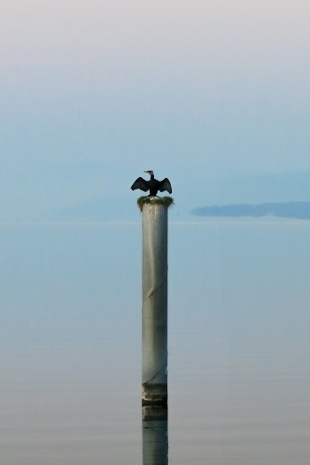 Roi d'un Royaume sans echo