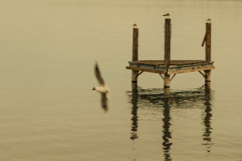 FLÜGEL DER FREIHEIT