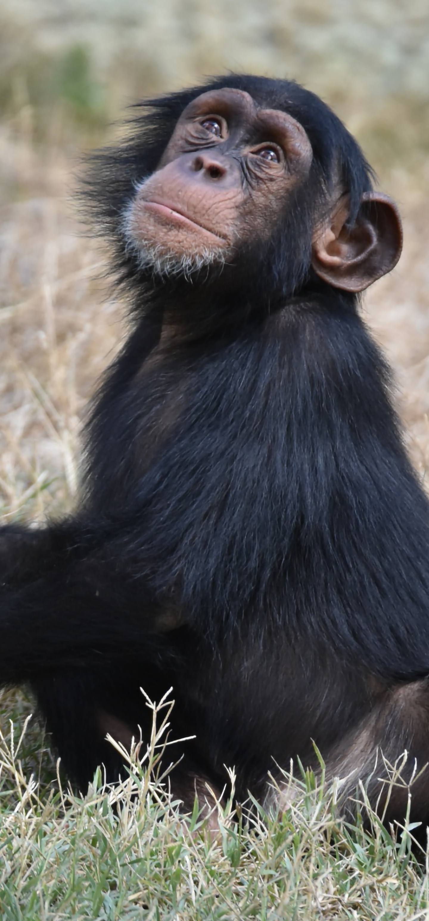 L'émotion du Bonobo