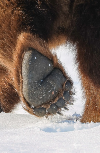 Les coussinets du géant