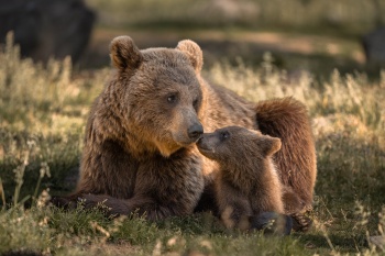 Bärenstarke Mutterliebe