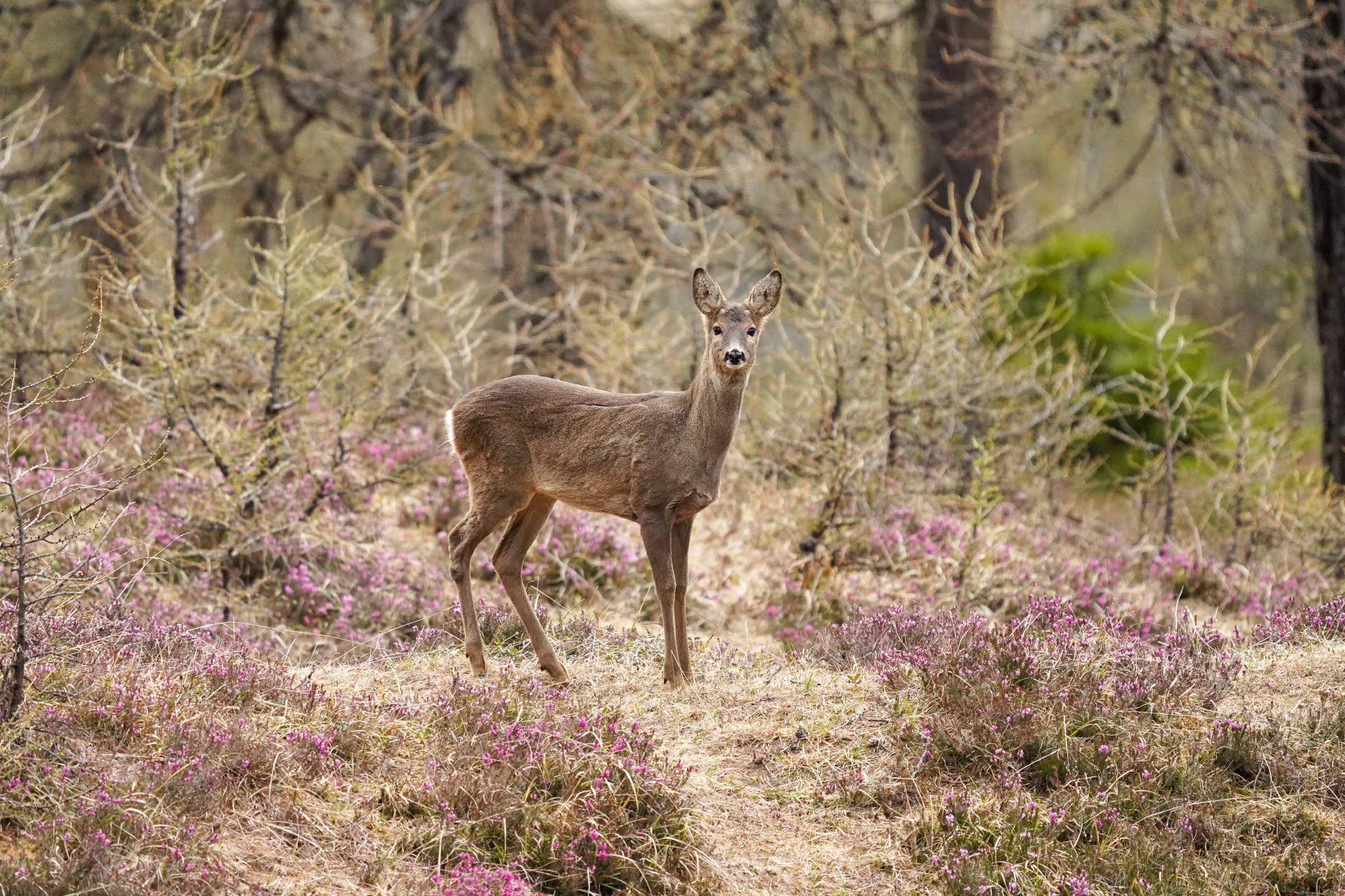 Chavriöl buondriusa - neugieriges Reh