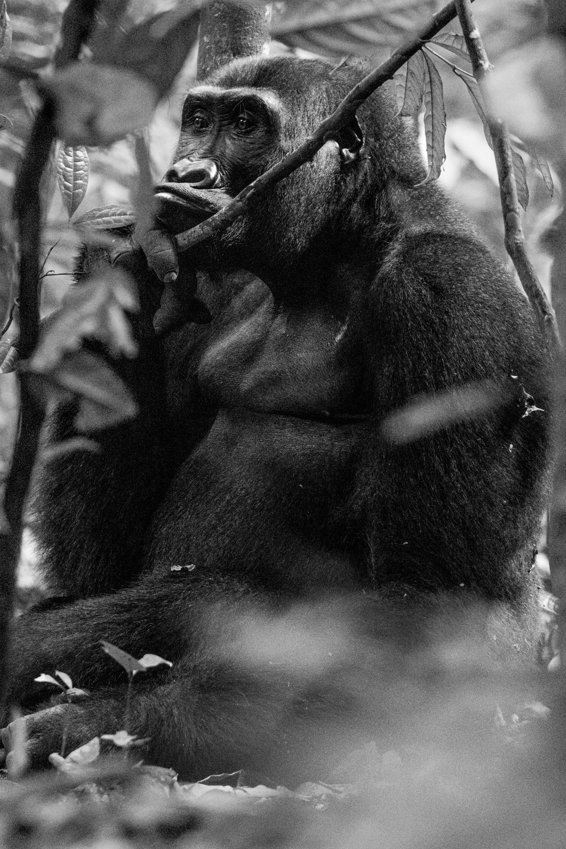 Émotion gorillienne