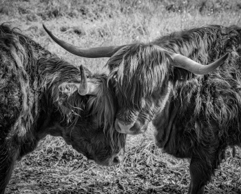 Emotionen im Tierreich