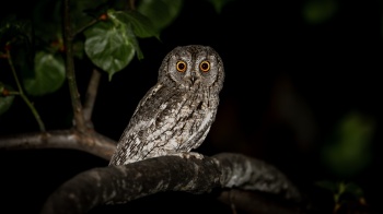ein Augen-Blick mit der Zwergohreule