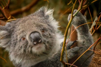 Koala-Begegnung