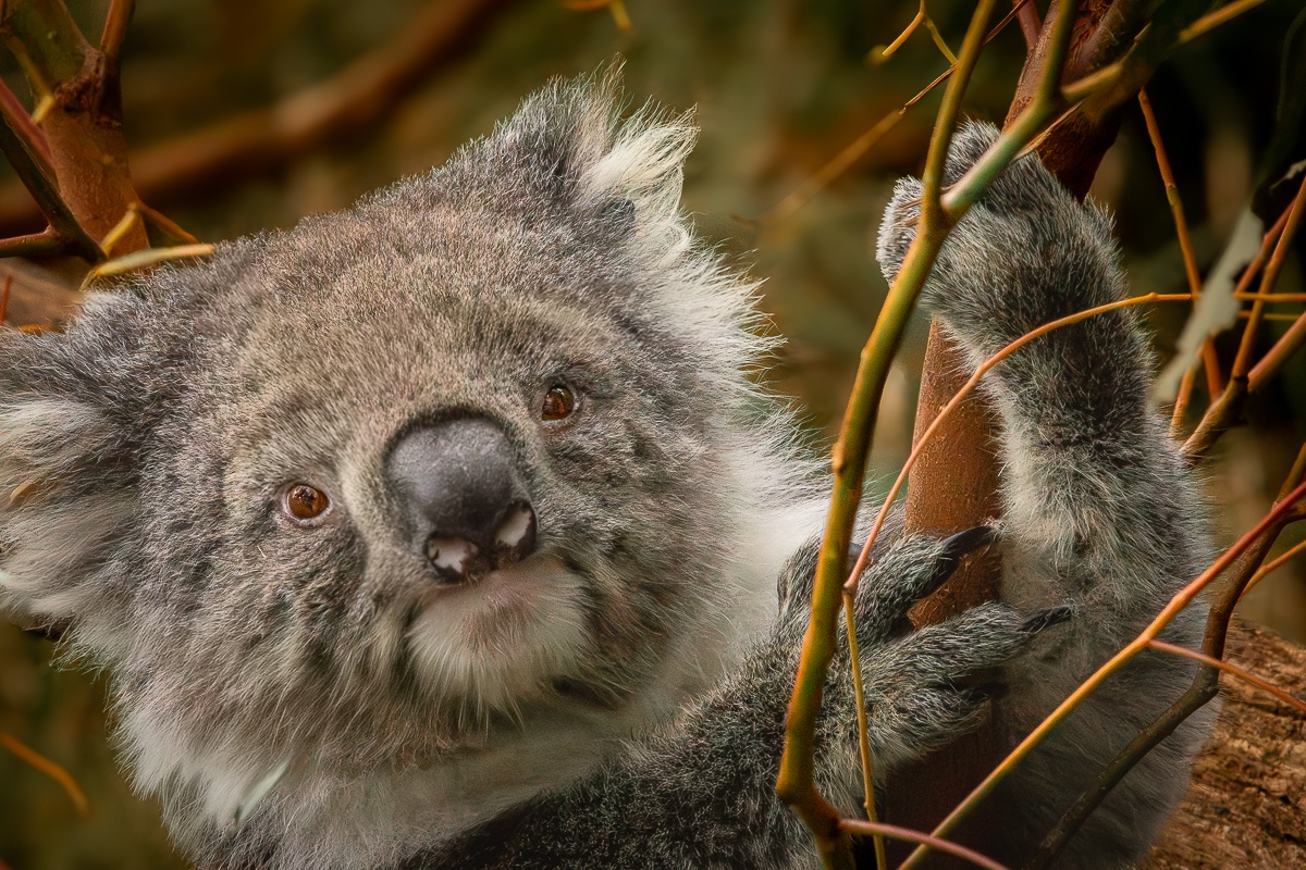 Koala-Begegnung