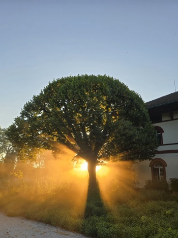 Morgenstunde