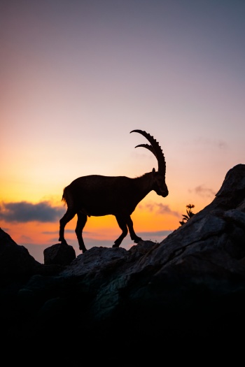 Alpensteinbock