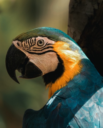 Gelbbrustara im Amazonas