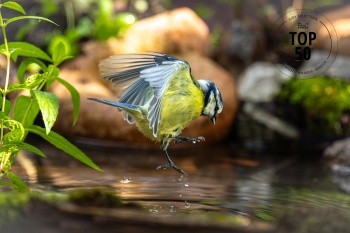 Danse bleue