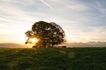 Morgenstund hat gold im Mund