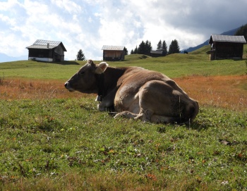 Augenblick auf der Alp = Alpenblick